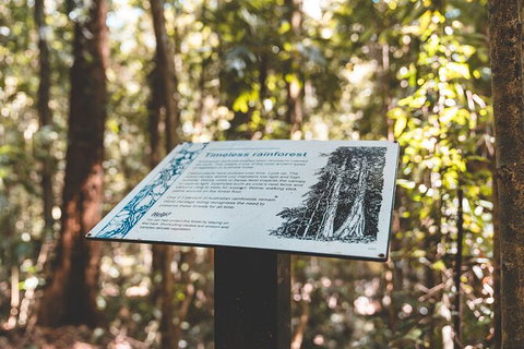 Springbrook AndTamborine Rainforest Tour Incl Natural Bridge And Glow Worm Cave - Accommodation QLD 14