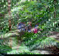 Full Day Daintree Rainforest and Mossman Gorge Tour - Accommodation QLD