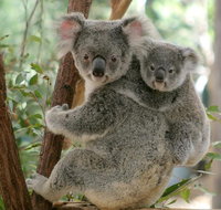Lone Pine Koala Sanctuary Day Pass - Accommodation QLD
