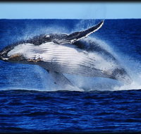 Whale Watching Cruise from Redcliffe Brisbane or the Sunshine Coast - Accommodation QLD