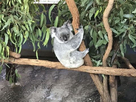 Lone Pine Koala Sanctuary Admission With Brisbane River Cruise - Accommodation QLD 21