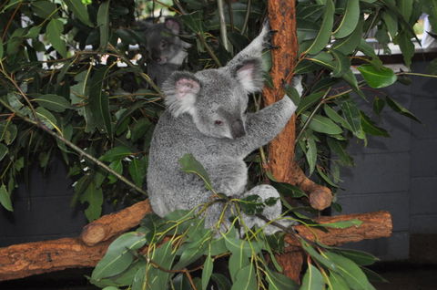 Lone Pine Koala Sanctuary Admission With Brisbane River Cruise - Accommodation QLD 6