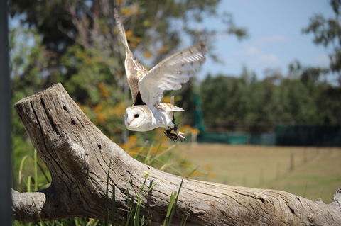 Lone Pine Koala Sanctuary Admission With Brisbane River Cruise - Accommodation QLD 25