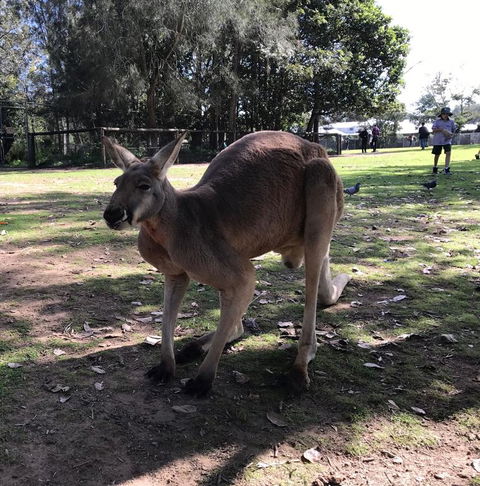 Lone Pine Koala Sanctuary Admission With Brisbane River Cruise - Accommodation QLD 15
