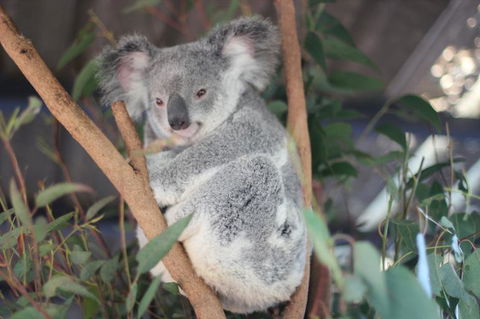 Lone Pine Koala Sanctuary Admission With Brisbane River Cruise - Accommodation QLD 9