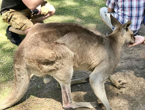 Lone Pine Koala Sanctuary Admission With Brisbane River Cruise - Accommodation QLD 19