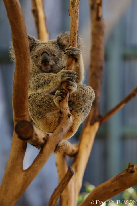 Lone Pine Koala Sanctuary Admission With Brisbane River Cruise - Accommodation QLD 24