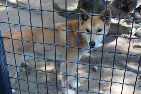 Lone Pine Koala Sanctuary Admission With Brisbane River Cruise - Accommodation QLD 10