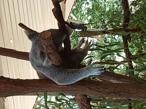 Lone Pine Koala Sanctuary Admission With Brisbane River Cruise - Accommodation QLD 2