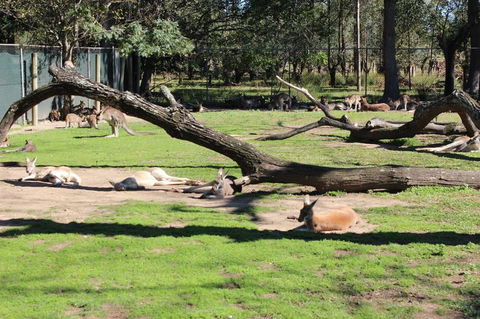 Lone Pine Koala Sanctuary Admission With Brisbane River Cruise - Accommodation QLD 12