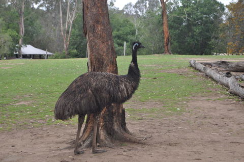 Lone Pine Koala Sanctuary Admission With Brisbane River Cruise - Accommodation QLD 5