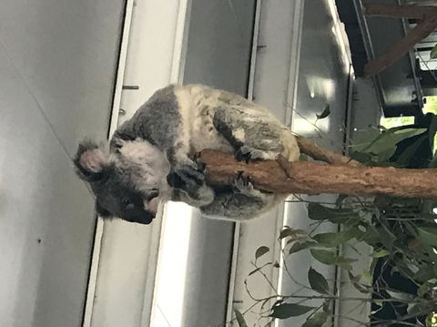 Lone Pine Koala Sanctuary Admission With Brisbane River Cruise - Accommodation QLD 20