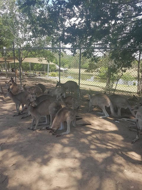 Lone Pine Koala Sanctuary Admission With Brisbane River Cruise - Accommodation QLD 18