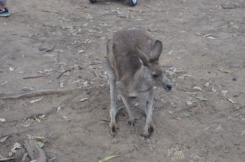 Lone Pine Koala Sanctuary Admission With Brisbane River Cruise - Accommodation QLD 3
