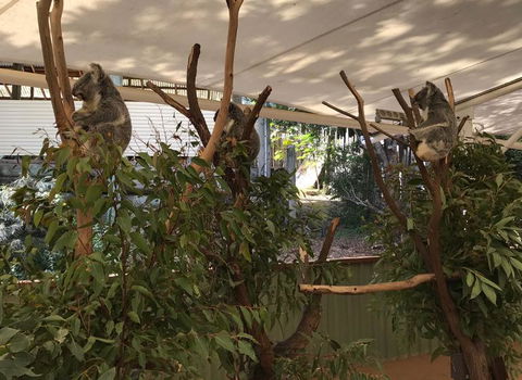Lone Pine Koala Sanctuary Admission With Brisbane River Cruise - Accommodation QLD 16