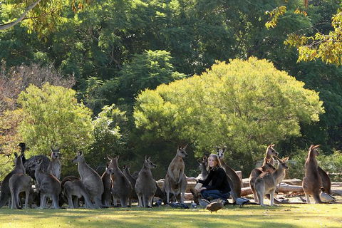 Lone Pine Koala Sanctuary Admission With Brisbane River Cruise - Accommodation QLD 27