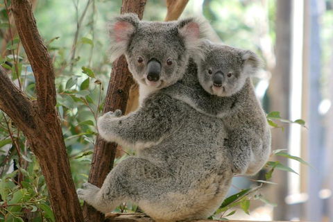 Lone Pine Koala Sanctuary Admission With Brisbane River Cruise - Accommodation QLD 28