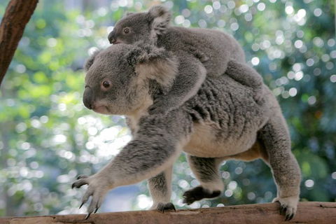Lone Pine Koala Sanctuary Admission With Brisbane River Cruise - Accommodation QLD 30