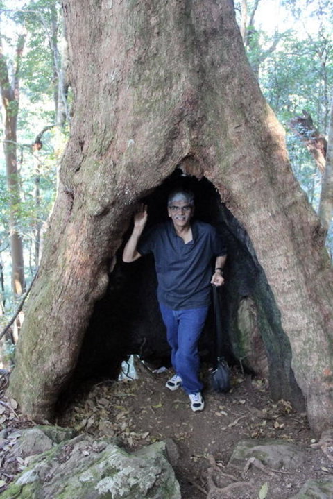 Springbrook National Park Discovery Full-Day Bushwalking Tour - Accommodation QLD 5