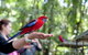 Springbrook National Park Discovery Full-Day Bushwalking Tour - thumb 0
