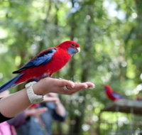 Springbrook National Park Discovery Full-Day Bushwalking Tour