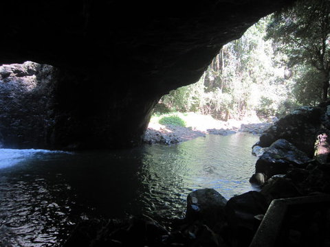 Springbrook National Park Discovery Full-Day Bushwalking Tour - Accommodation QLD 18