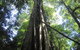 Springbrook National Park Discovery Full-Day Bushwalking Tour - thumb 14