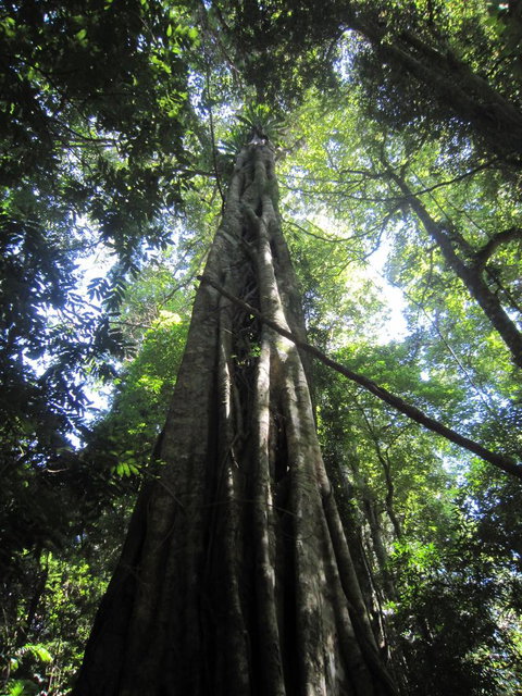 Springbrook National Park Discovery Full-Day Bushwalking Tour - Accommodation QLD 14