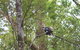 Springbrook National Park Discovery Full-Day Bushwalking Tour - thumb 2
