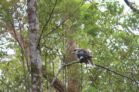 Springbrook National Park Discovery Full-Day Bushwalking Tour - Accommodation QLD 2