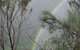 Springbrook National Park Discovery Full-Day Bushwalking Tour - thumb 22