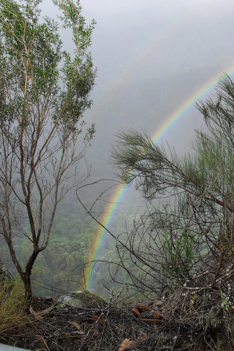 Springbrook National Park Discovery Full-Day Bushwalking Tour - Accommodation QLD 22