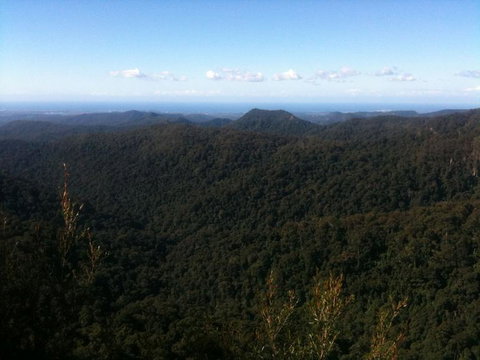 Springbrook National Park Discovery Full-Day Bushwalking Tour - Accommodation QLD 25