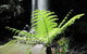 Springbrook National Park Discovery Full-Day Bushwalking Tour - thumb 12