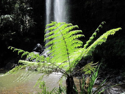 Springbrook National Park Discovery Full-Day Bushwalking Tour - Accommodation QLD 12