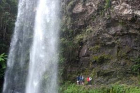 Springbrook National Park Discovery Full-Day Bushwalking Tour - Accommodation QLD 1