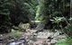 Springbrook National Park Discovery Full-Day Bushwalking Tour - thumb 21