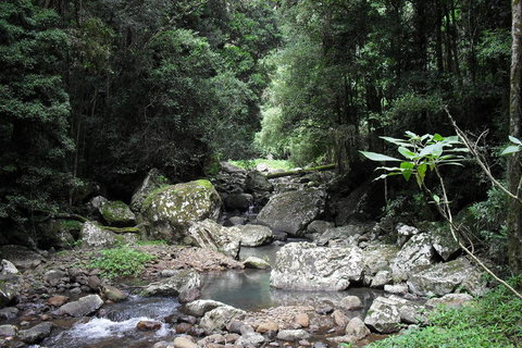 Springbrook National Park Discovery Full-Day Bushwalking Tour - Accommodation QLD 21
