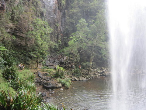 Springbrook National Park Discovery Full-Day Bushwalking Tour - Accommodation QLD 16