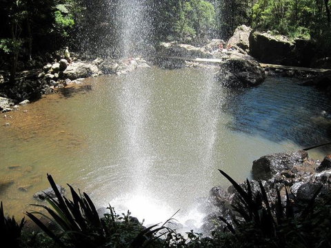 Springbrook National Park Discovery Full-Day Bushwalking Tour - Accommodation QLD 13