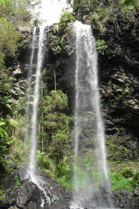 Springbrook National Park Discovery Full-Day Bushwalking Tour - Accommodation QLD 20