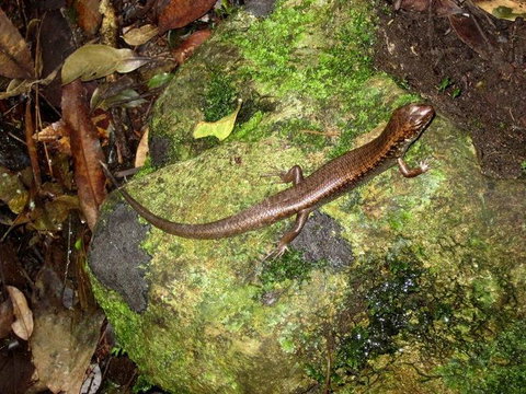 Springbrook National Park Discovery Full-Day Bushwalking Tour - Accommodation QLD 9