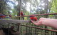 Springbrook National Park Discovery Full-Day Bushwalking Tour - thumb 15