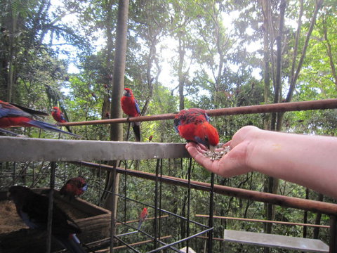 Springbrook National Park Discovery Full-Day Bushwalking Tour - Accommodation QLD 15