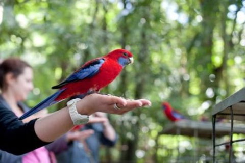 Springbrook National Park Discovery Full-Day Bushwalking Tour - Accommodation QLD 26
