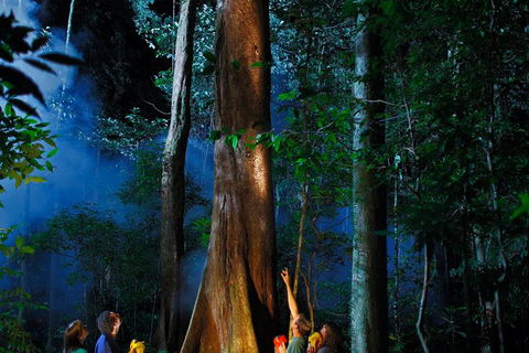Daintree Rainforest Night Walk From Cape Tribulation - Accommodation QLD 1