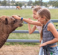 Camel Farm Deluxe Experience