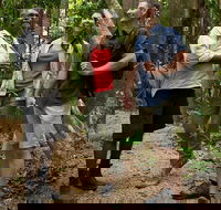 Mossman Gorge Dreamtime Walk and Low Isles Snorkeling and Sailing Cruise - Accommodation QLD