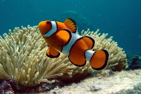 Cairns Reef And Rainforest Combo: Daintree Rainforest And The Great Barrier Reef - Accommodation QLD 8