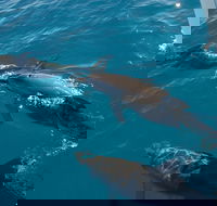 Fraser Island  Dolphin Sailing Adventure - Accommodation QLD